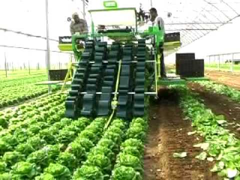 Nông nghiệp ( trồng và đóng gói rau)