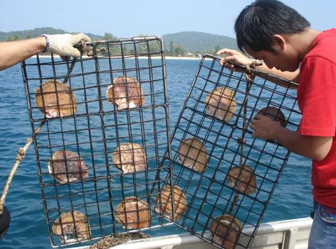 Tuyển 30 Nam nuôi sò điệp tại HOKKAIDO