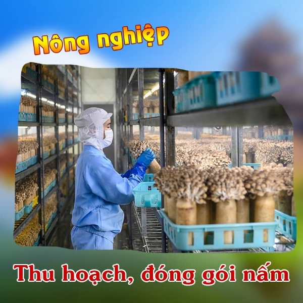 Tuyển nữ trồng và thu hoạch nấm tại Nagano – Lương hấp dẫn