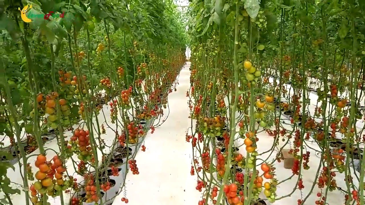 trồng và thu hoạch cà chua trong nhà kính